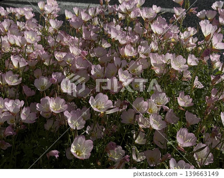 Evening primroses blooming along the roadside; flower background; city background. Evening primroses blooming along the roadside; flower background; city background. 139663149