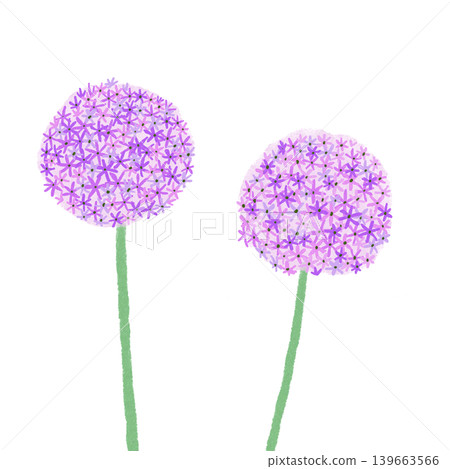 花卉插圖:蔥屬植物 花卉插圖:蔥屬植物 139663566