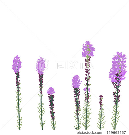 花卉插圖：翠菊 139663567