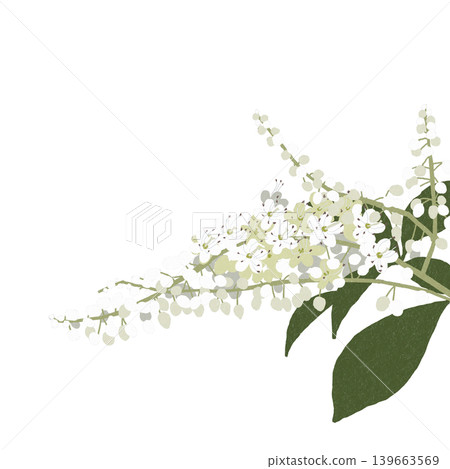 花卉插圖:卵葉龍膽 花卉插圖:卵葉龍膽 139663569