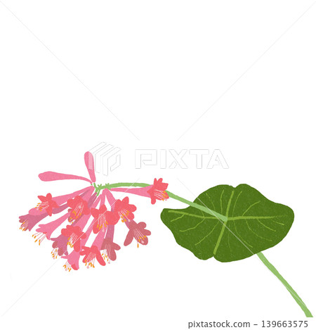 花卉插圖:金銀花 花卉插圖:金銀花 139663575