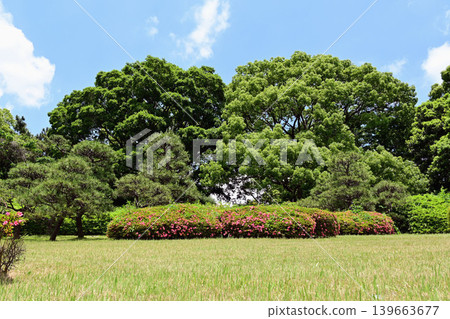 Fresh green Yoyogi Park Fresh green Yoyogi Park 139663677
