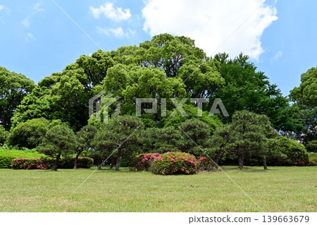 Fresh green Yoyogi Park Fresh green Yoyogi Park 139663679