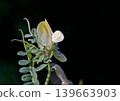 Vicia hybrida, a leguminous herb, commonly known as hybrid vetch, is a member of the Fabaceae family, Crete 139663903