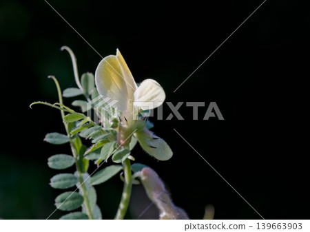 Vicia hybrida, a leguminous herb, commonly known as hybrid vetch, is a member of the Fabaceae family, Crete Vicia hybrida, a leguminous herb, commonly known as hybrid vetch, is a member of the Fabaceae family, Crete 139663903