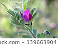 Vicia sativa, known as the common vetch, garden vetch, tare or simply vetch, is a nitrogen-fixing leguminous plant in the family Fabaceae 139663904