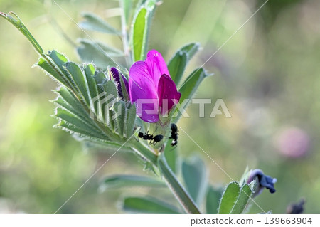 Vicia sativa, known as the common vetch, garden vetch, tare or simply vetch, is a nitrogen-fixing leguminous plant in the family Fabaceae 139663904
