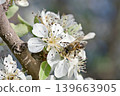 Pyrus spinosa (syn. Pyrus amygdaliformis), the almond-leaved pear, is a species of flowering plant in the family Rosaceae, native to the northern Mediterranean region 139663905