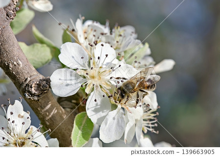 Pyrus spinosa (syn. Pyrus amygdaliformis), the almond-leaved pear, is a species of flowering plant in the family Rosaceae, native to the northern Mediterranean region 139663905