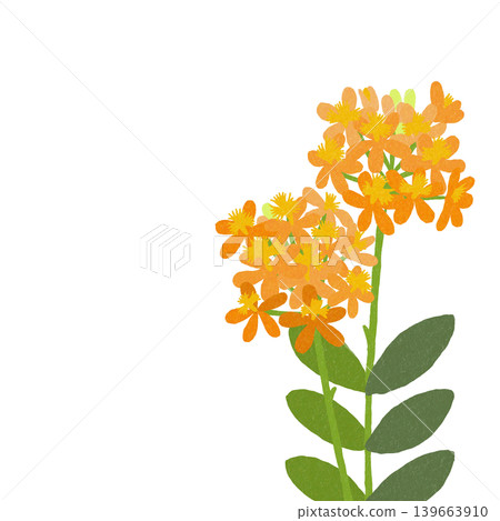 Flower illustration: Epidendrum Flower illustration: Epidendrum 139663910