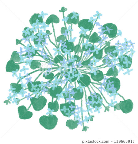 Flower illustration: Ionopsidium 139663915