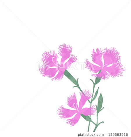 Flower illustration: Carnation 139663916