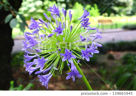 Blue agapanthus flower Blue agapanthus flower 139663945
