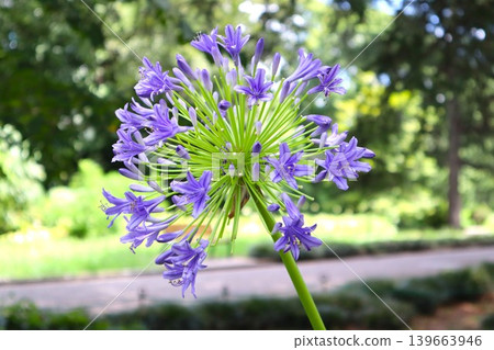 公園裡盛開的百子花 公園裡盛開的百子花 139663946