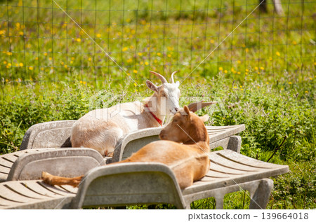 male and female goats lounging on lounge chairs in summer male and female goats lounging on lounge chairs in summer 139664018