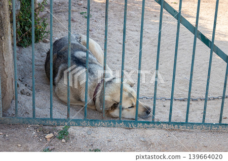 Chained dog lying behind metal gate in rural yard Chained dog lying behind metal gate in rural yard 139664020