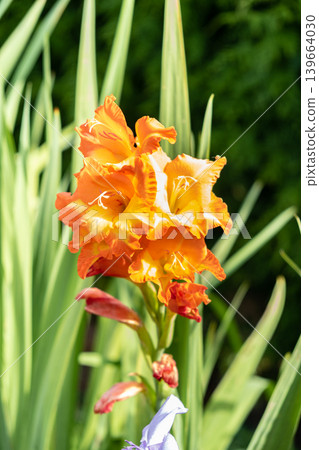 orange gladiolus flower close-up under the summer sun orange gladiolus flower close-up under the summer sun 139664030