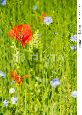 Red poppy flowers on blue flax field Red poppy flowers on blue flax field 139664232
