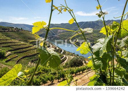 Douro Valley vineyards and river framed by grape leaves in Portugal Douro Valley vineyards and river framed by grape leaves in Portugal 139664242
