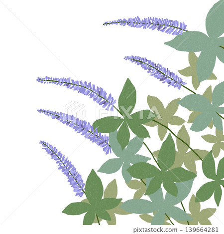 Flower illustration: Veronicastrum Flower illustration: Veronicastrum 139664281