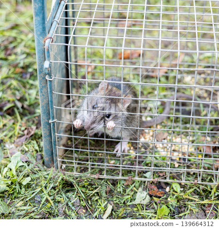 living rat trapped in an iron cage living rat trapped in an iron cage 139664312