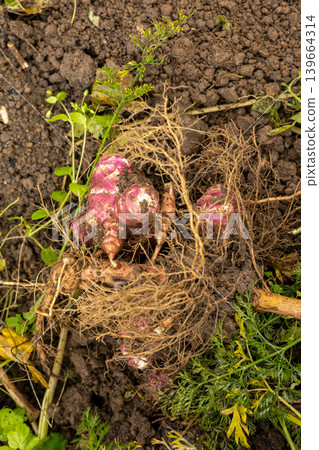 Jerusalem artichokes harvested in an organic portager 139664314
