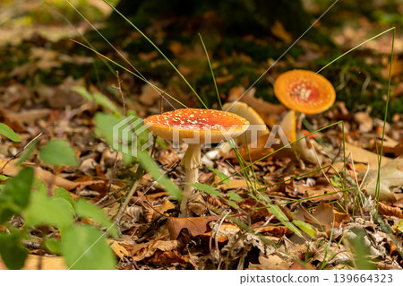 Amanita muscaria mushrooms in autumn forest in autumn time. Fly agaric, wild poisonous red mushroom in yellow-orange fallen leaves. fall season 139664323