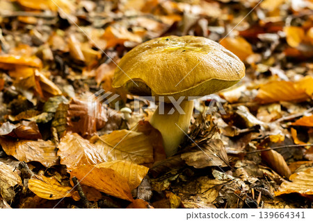 Young boletus after rain in autumn in the forest Young boletus after rain in autumn in the forest 139664341