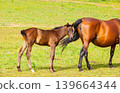 bay foal who is with his mother in the summer in a meadow 139664344