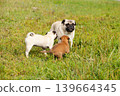 cute bastard malinois puppy and bullmastiff playing with pug puppy 139664345
