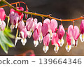 Pink bleeding heart flowers (Dicentra spectabilis) in bloom with soft background 139664346