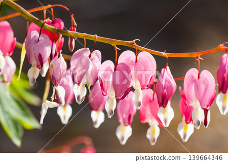 Pink bleeding heart flowers (Dicentra spectabilis) in bloom with soft background Pink bleeding heart flowers (Dicentra spectabilis) in bloom with soft background 139664346