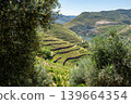 Scenic view of terraced vineyards in Douro Valley Portugal 139664354