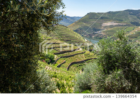Scenic view of terraced vineyards in Douro Valley Portugal Scenic view of terraced vineyards in Douro Valley Portugal 139664354