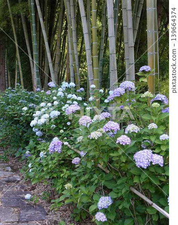 Hydrangeas in full bloom, Ideshio Monjudo, Yamagata City Hydrangeas in full bloom, Ideshio Monjudo, Yamagata City 139664374