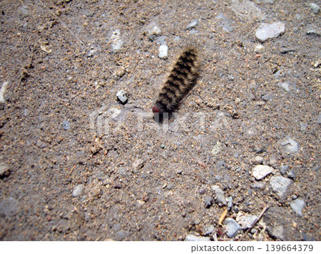Fuzzy black and brown caterpillar crawls across a rough, sandy ground filled with small pebbles. The sunlight highlights its bristly texture as it makes its way across the open, dry terrain Fuzzy black and brown caterpillar crawls across a rough, sandy ground filled with small pebbles. The sunlight highlights its bristly texture as it makes its way across the open, dry terrain 139664379