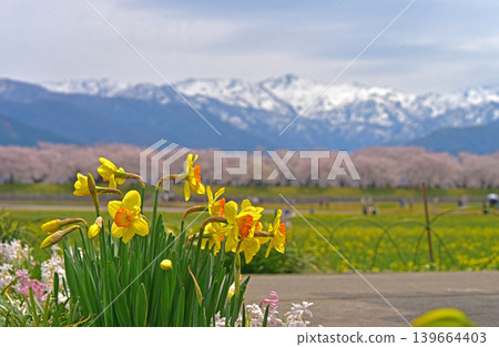 A spring trio: daffodils, cherry blossoms, and the Northern Alps, Asahi Town, Toyama Prefecture A spring trio: daffodils, cherry blossoms, and the Northern Alps, Asahi Town, Toyama Prefecture 139664403