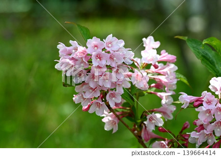 Weigela 139664414