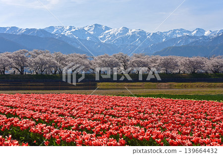 A spring trio: cherry blossoms, tulips, and the Northern Alps, Asahi Town, Toyama Prefecture 139664432