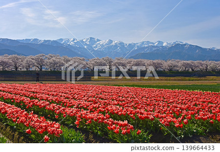 A spring trio: cherry blossoms, tulips, and the Northern Alps, Asahi Town, Toyama Prefecture 139664433