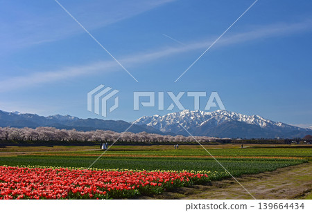 Asahi Funakawa: Cherry blossoms, tulips, and the Ushirotateyama mountain range, Asahi Town, Toyama Prefecture Asahi Funakawa: Cherry blossoms, tulips, and the Ushirotateyama mountain range, Asahi Town, Toyama Prefecture 139664434