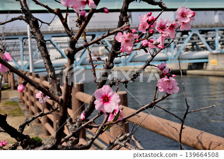 Almond flower 139664508