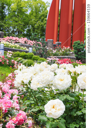 Aramaki Rose Park, where roses are in full bloom. Aramaki Rose Park, where roses are in full bloom. 139664539