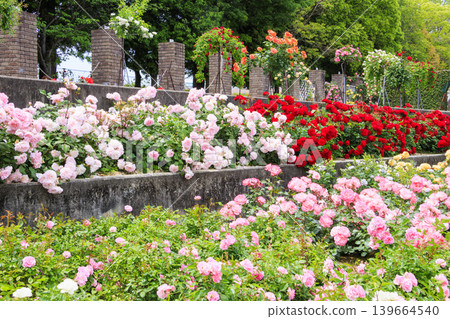 Aramaki Rose Park, where roses are in full bloom. Aramaki Rose Park, where roses are in full bloom. 139664540