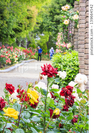 Aramaki Rose Park, where roses are in full bloom. Aramaki Rose Park, where roses are in full bloom. 139664542
