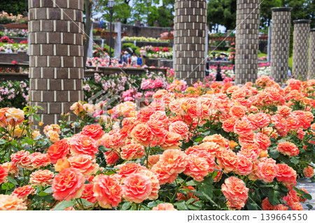 Aramaki Rose Park, where roses are in full bloom. Aramaki Rose Park, where roses are in full bloom. 139664550