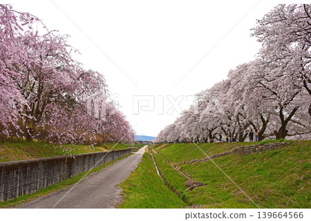 Cherry blossom trees along the Asahi Funakawa River, Asahi Town, Toyama Prefecture Cherry blossom trees along the Asahi Funakawa River, Asahi Town, Toyama Prefecture 139664566