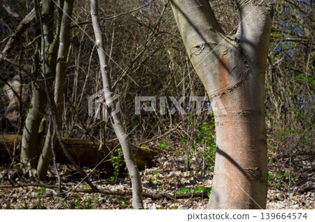 A strain of an old tree, close-up view. Background for various uses. A strain of an old tree, close-up view. Background for various uses. 139664574
