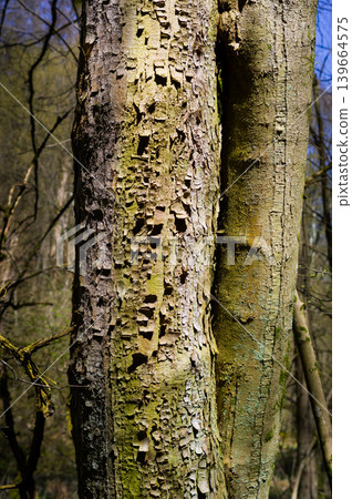 A strain of an old tree, close-up view. Background for various uses. A strain of an old tree, close-up view. Background for various uses. 139664575