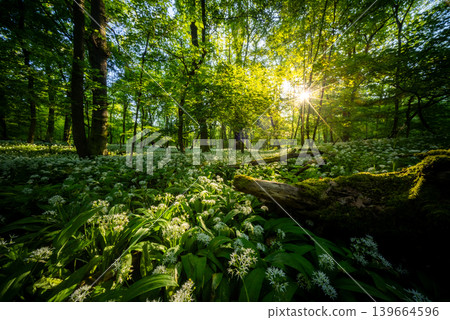 Sunrise shining through old tree stump in spring forest covered with blooming wild garlic flowers and lush green foliage in peaceful natural woodland landscape Sunrise shining through old tree stump in spring forest covered with blooming wild garlic flowers and lush green foliage in peaceful natural woodland landscape 139664596